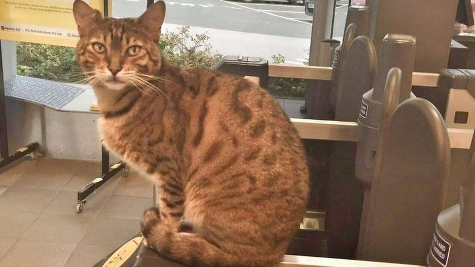 Paul Newman the Liverpool South Parkway station cat