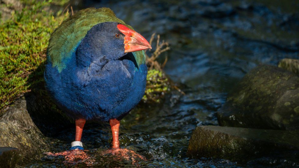 New Zealand birds: Takahe facing extinction find new home in sanctuary - BBC