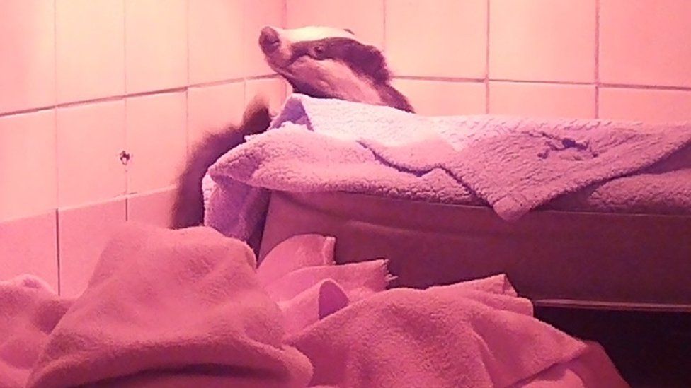 A badger being looked after in a pen.
