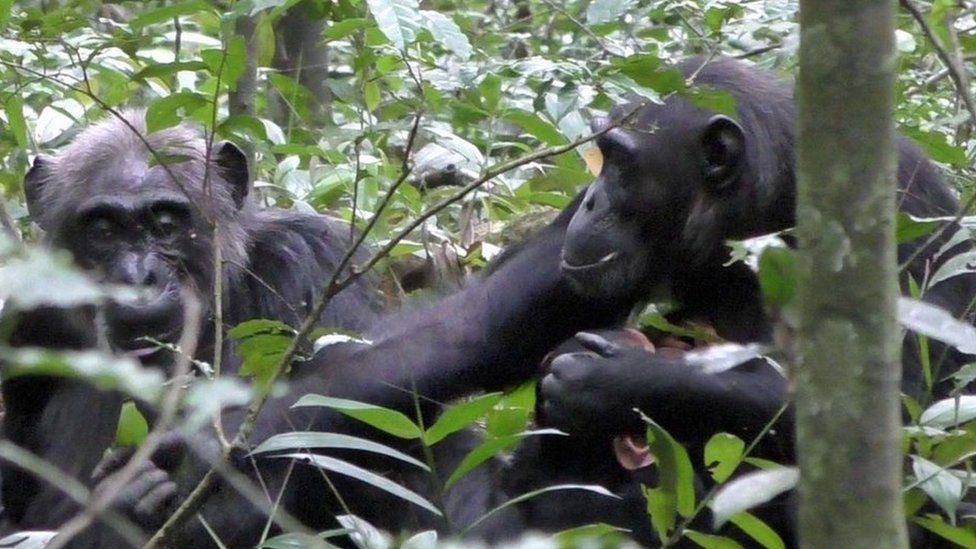 fiona and sutherland ugandan chimpanzees looking at leaf