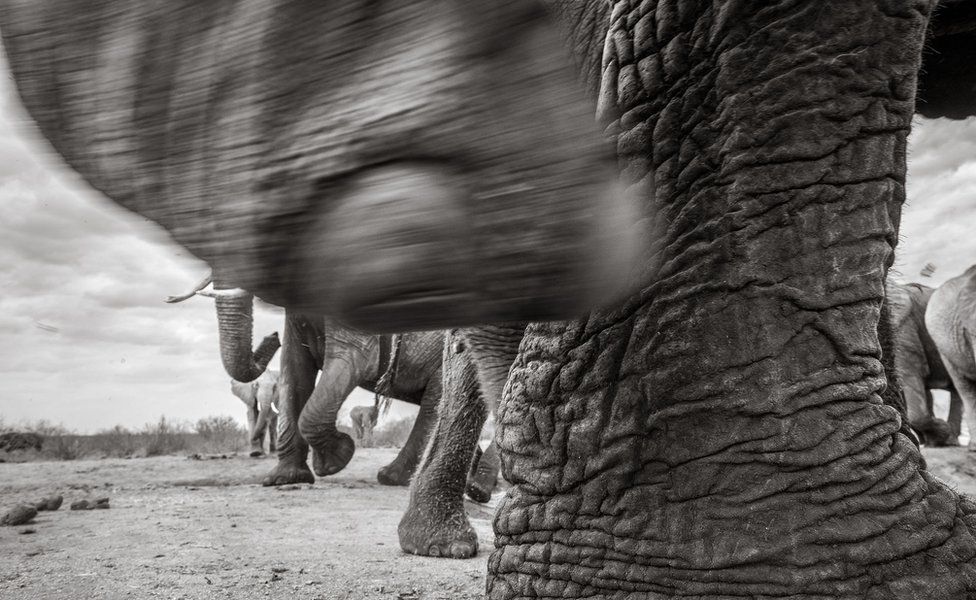 An elephant's foot