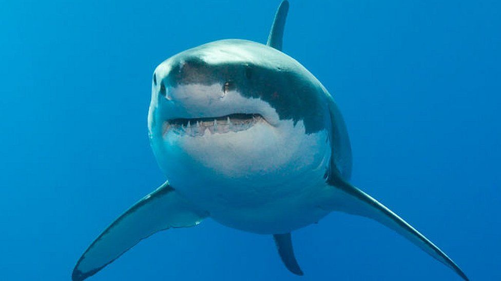 A great white shark off the Neptune Islands, Australia