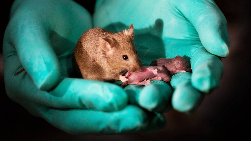 How long can baby mice go without eating