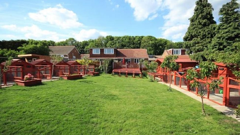 Bradford rabbit boarding business like 'Wallace and Gromit' BBC News