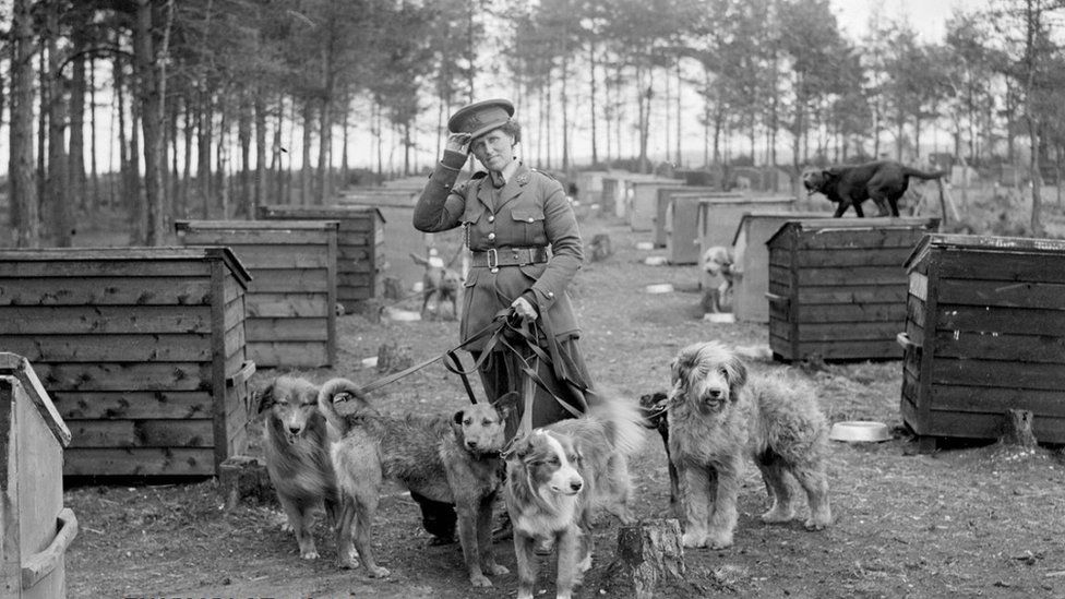 World War One dog training facility at Matley Ridge