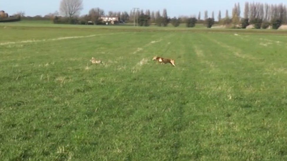 Illegal hare coursing