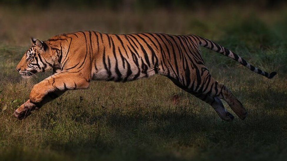 A Bengal tiger jumping