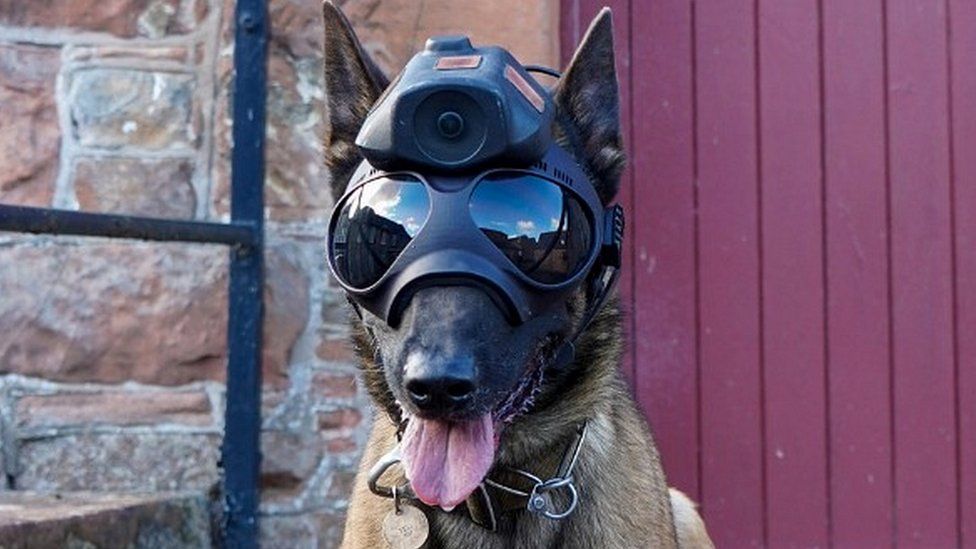 Police dog in shades
