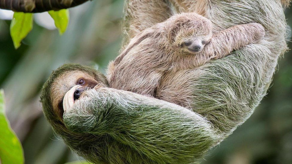 Por que a evolução levou as preguiças a viverem em câmera lenta ...