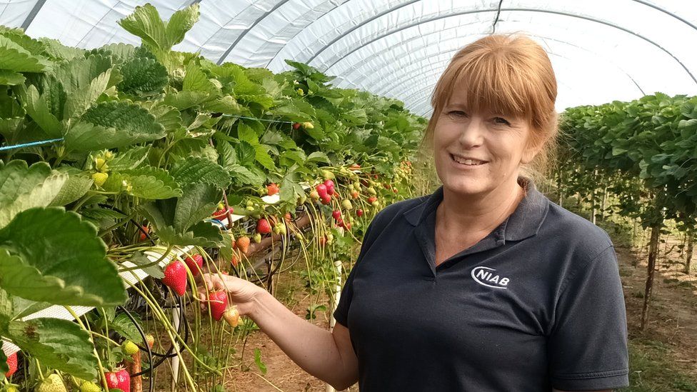 Abi Johnson, strawberry breeder