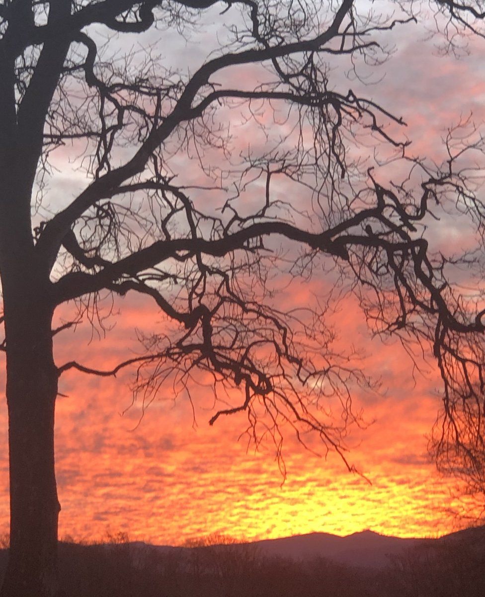 Sunrise behind a tree