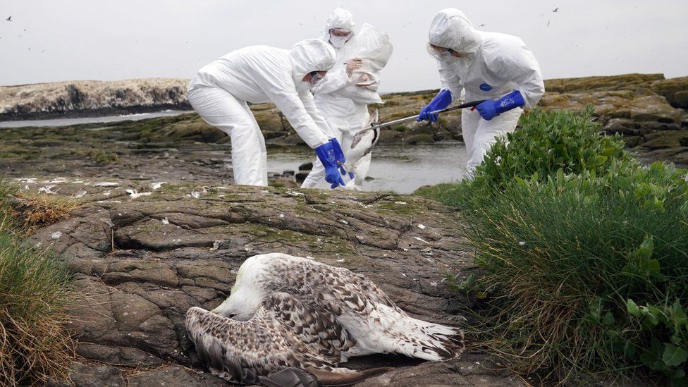 Bird flu in Farne Islands