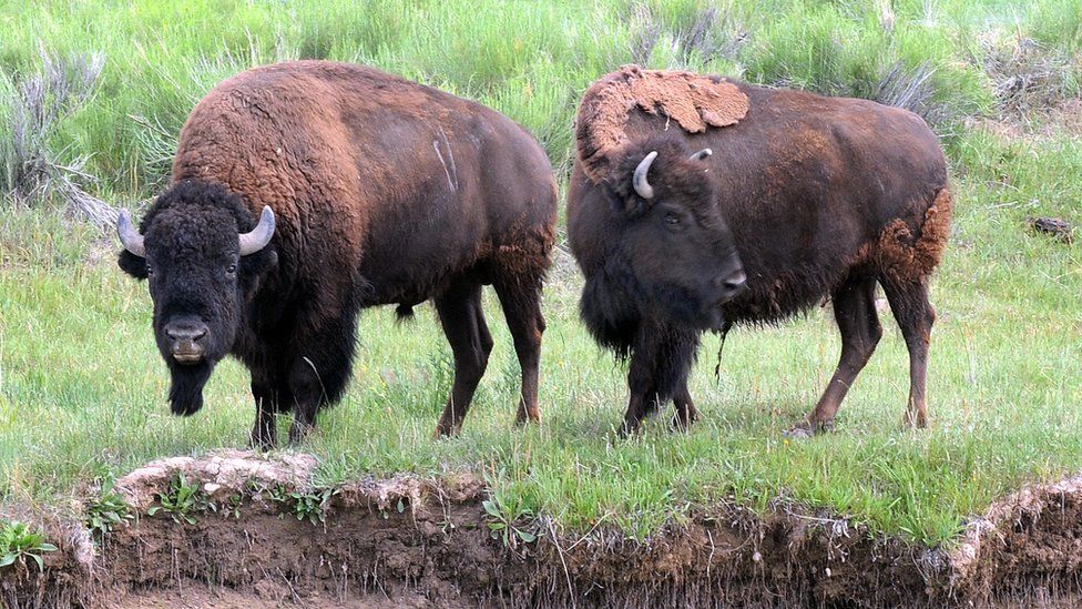 A view of two bison as they forage near Flagstaff, Arizona on August 24, 2009.