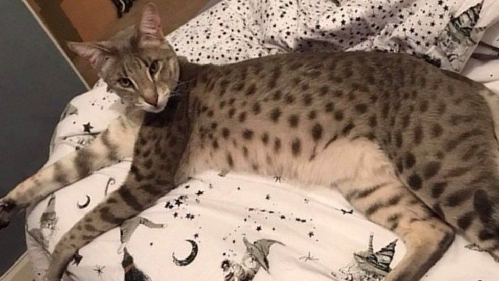 Missing Semi Wild Savannah Cat Re Captured In Bristol Bbc News