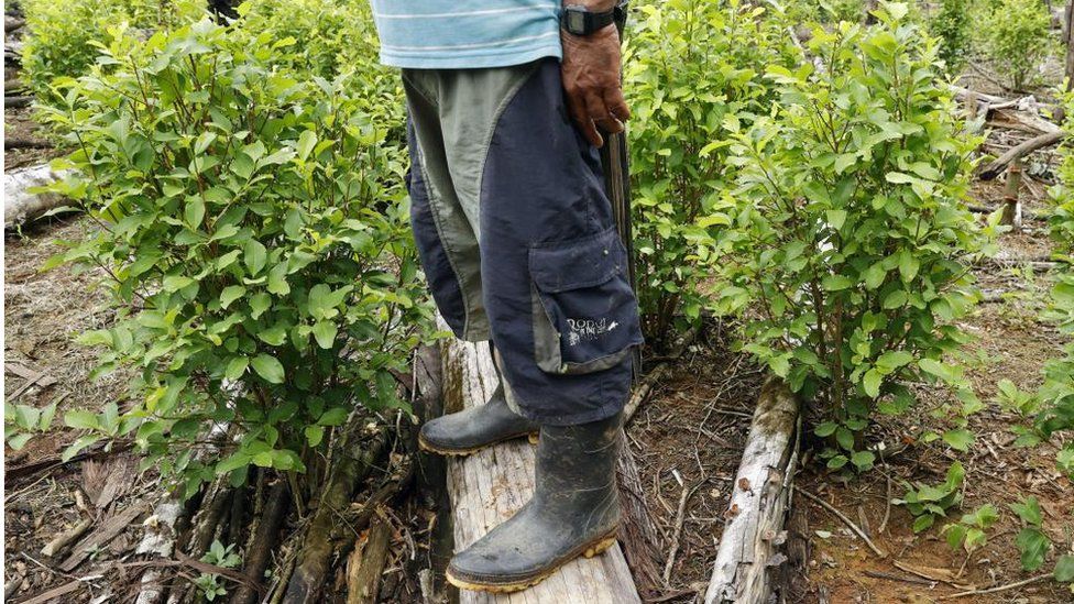 Coca Plant In Columbia South America