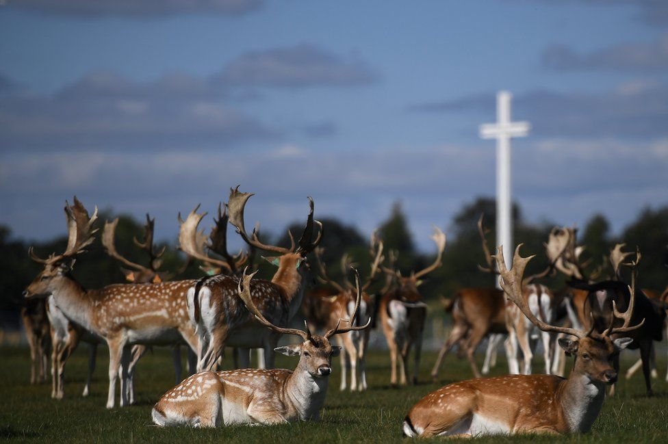 Deer rest in front of the Papal cross during sunny weather at the Phoenix Park