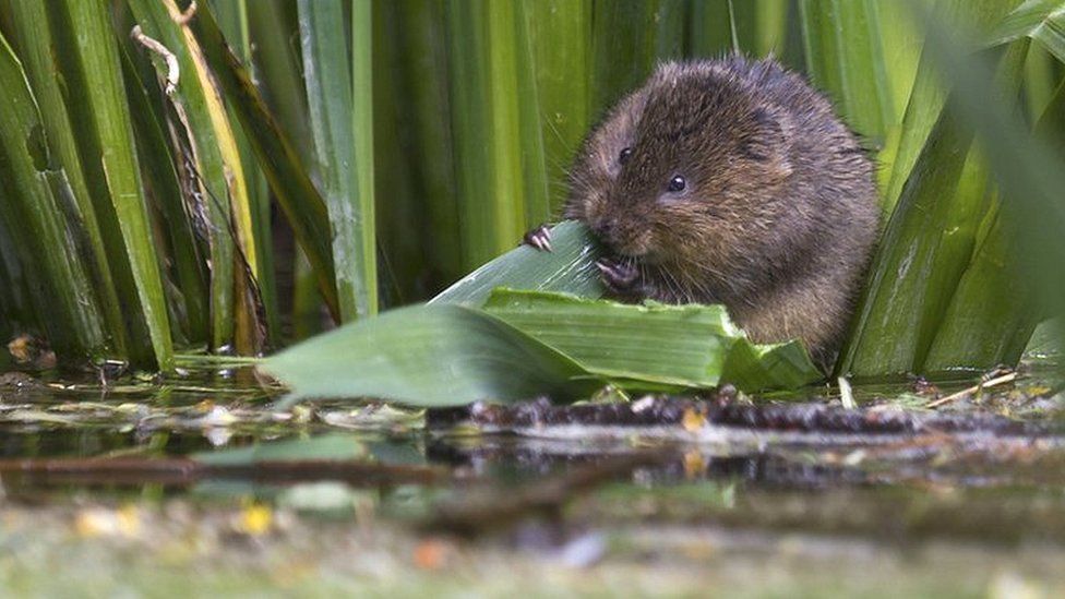 Water vole sitting by river