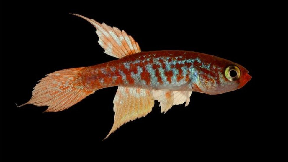 Undated handout picture taken at an undisclosed location released by WWF Brazil on August 30, 2017 showing a specimen of the new species of fish Maratecoara gesmonei which was included in the 2014-2015 Report of New Species of Vertebrates and Plants of the Amazon