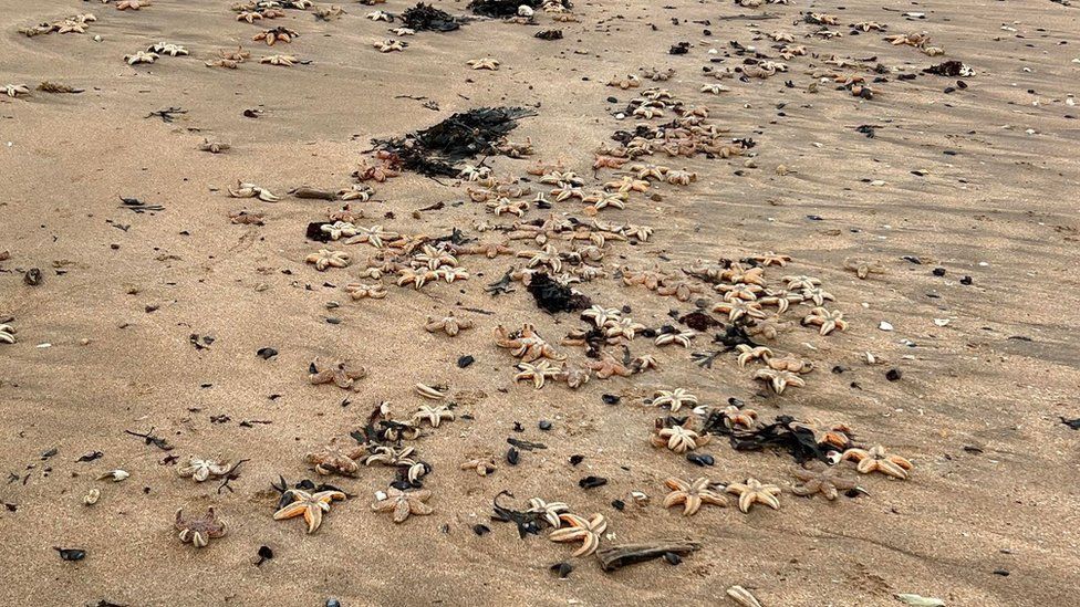 Starfish washed up on Margate beach