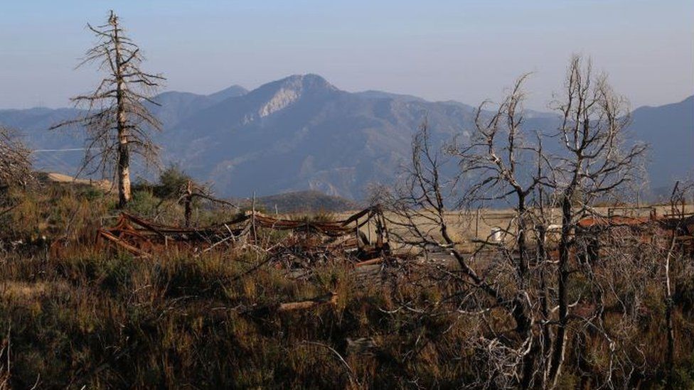 Remains of Bigcone Douglas-fir after a wildfire in Mount Gleason in the Angeles National Forest