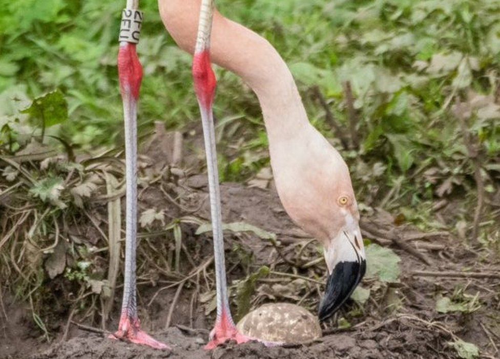 Flamingo and egg