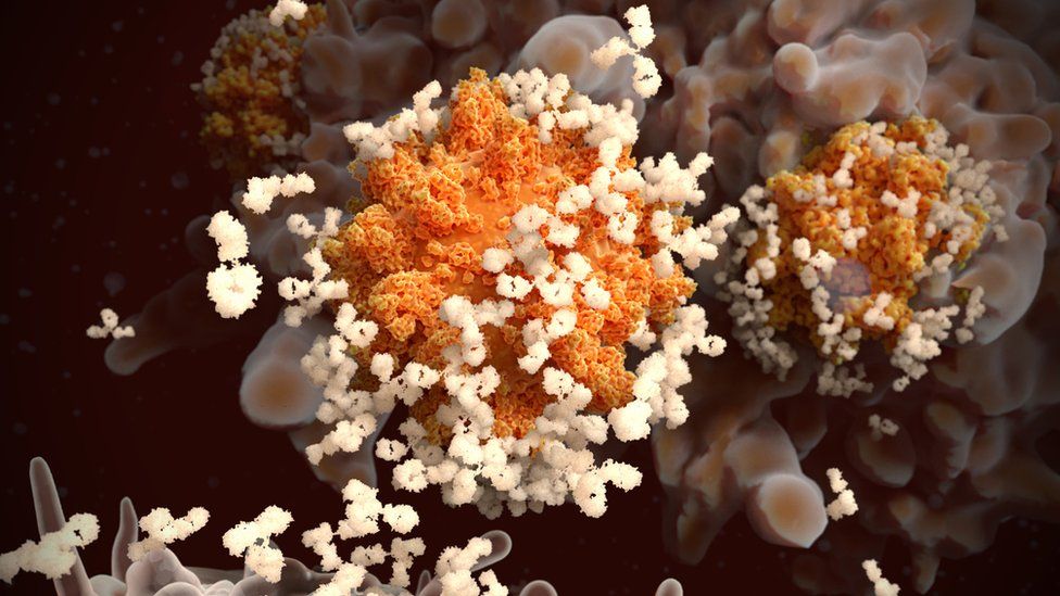 Antibodies bind to viral proteins, marking them for destruction by other immune cells
