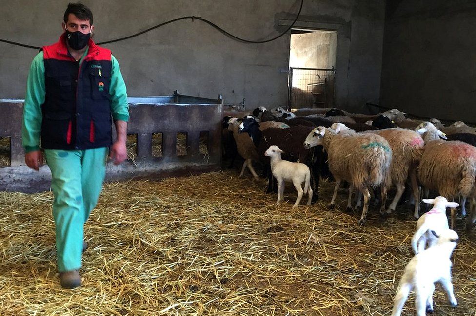 Felipe Luis Codesal with sheep
