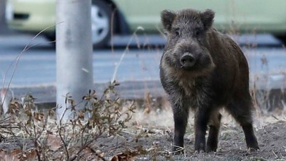 Wild boar in evacuated Fukushima, Japan
