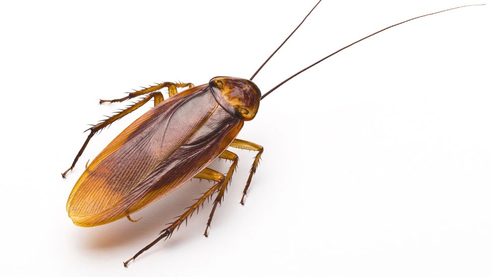 how-cockroaches-could-save-lives-bbc-news