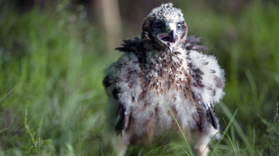 A young hen harrier