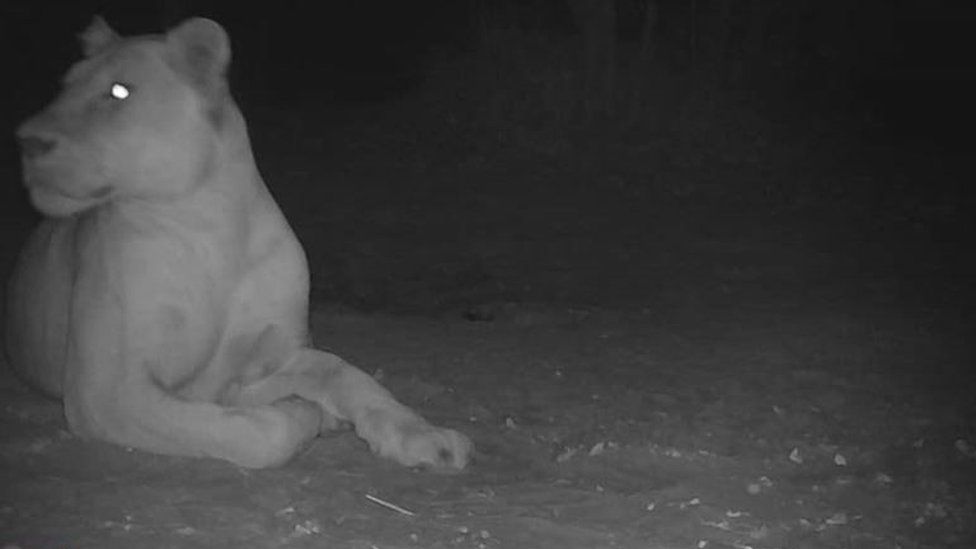 Самка льва в национальном парке Сена-Оура в Чаде