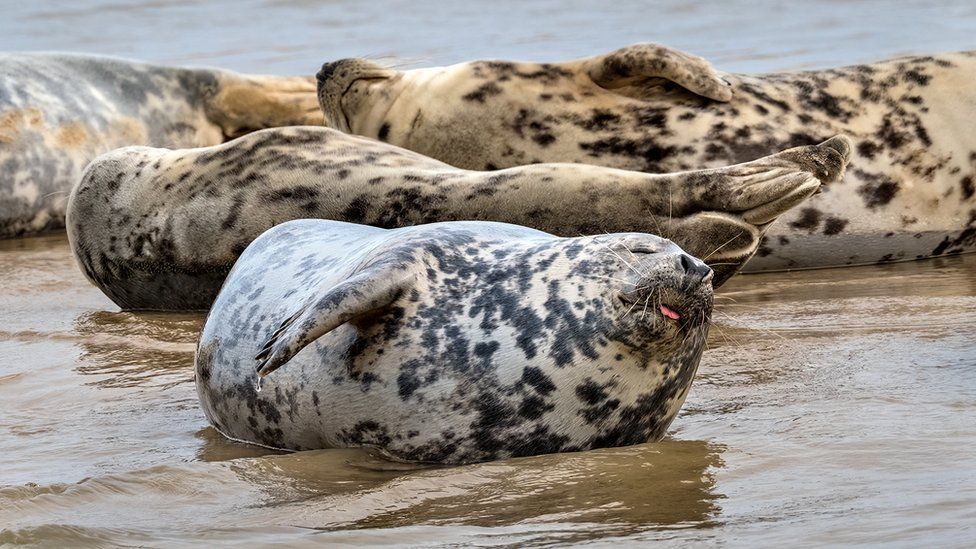 Grey Seal cows resting at Blakeney Point, Norfolk