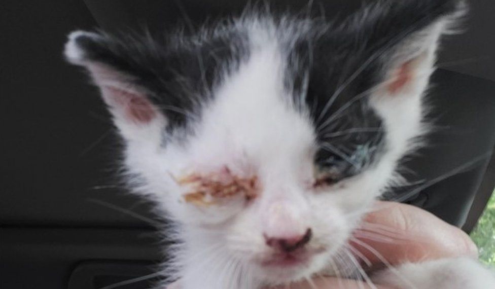 Roman the kitten when he was found, with inflamed eyes that were shut together