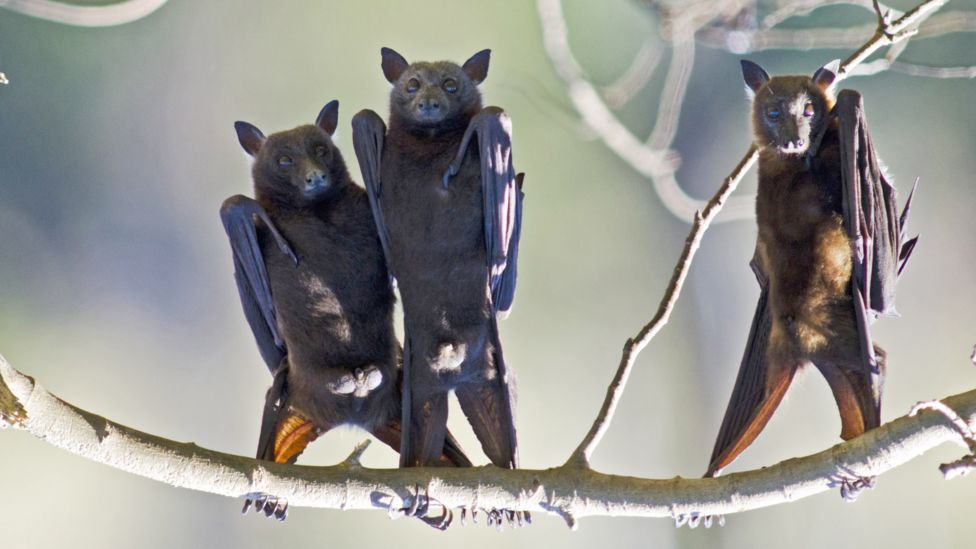 This is what happens when you turn bats upside down - BBC Newsround