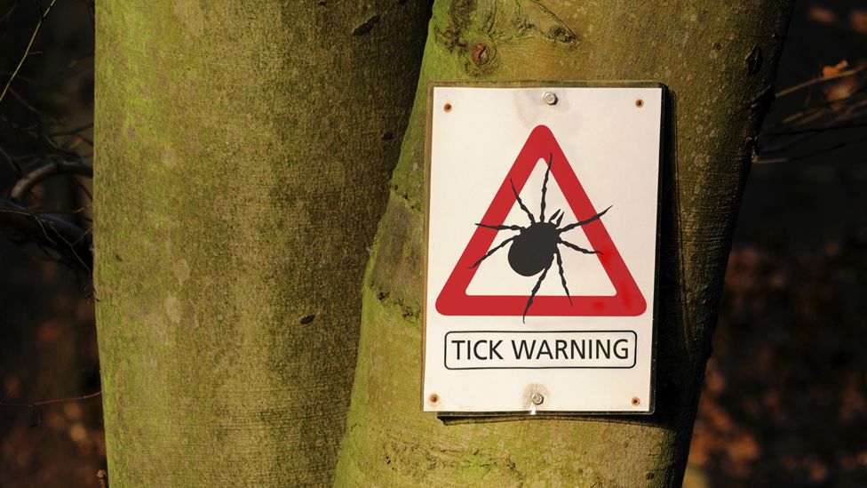 Notice on tree says: "TICK WARNING"
