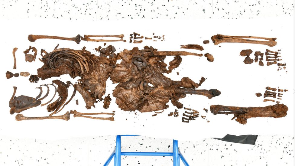 Bones found in Bellaghy