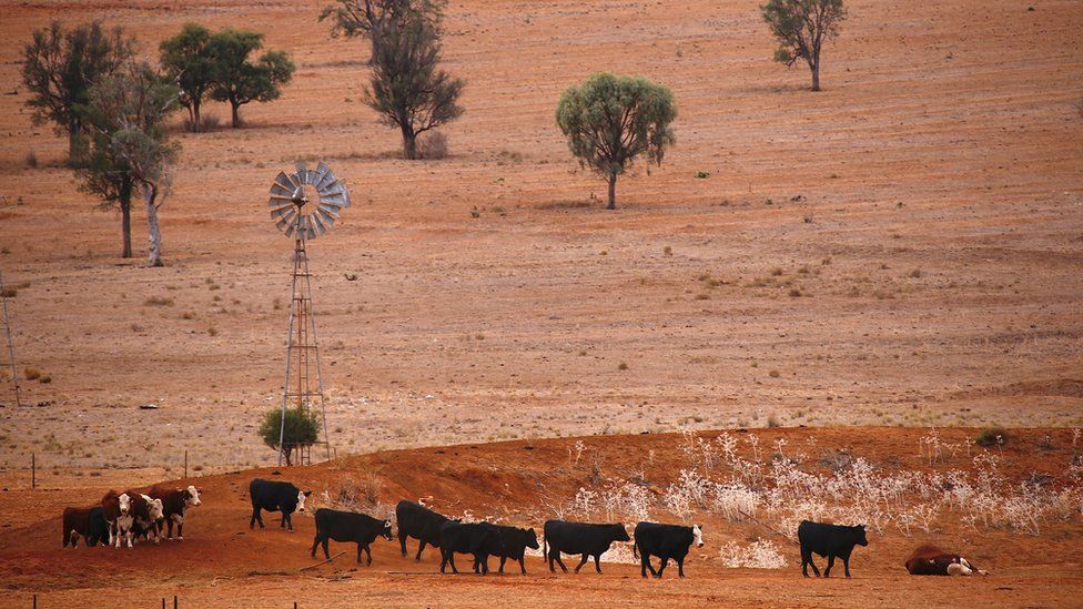 Cattle walk past an empty dam and an old windmill in a drought-affected paddock in New South Wales
