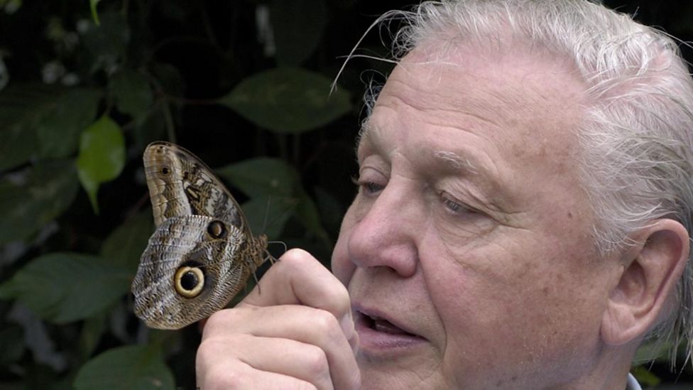 Chequered skipper butterfly coming back to England - BBC Newsround