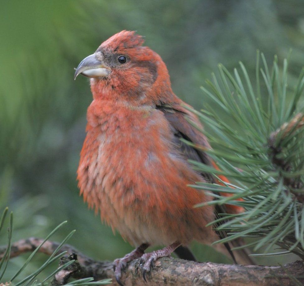 Scottish crossbill faces climate change extinction - BBC News