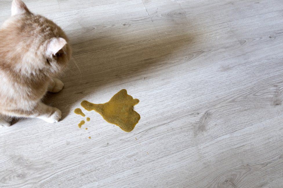matar parásitos intestinales en gatos