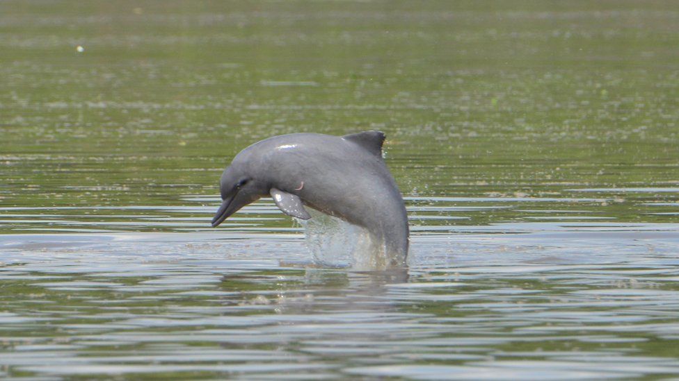 The tucuxi dolphin