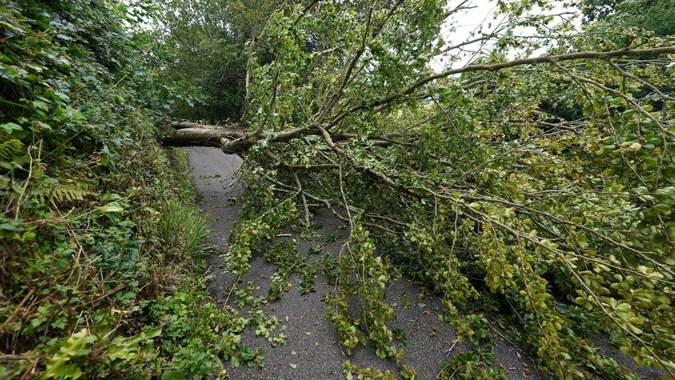 A fallen tree on the road to Veryan on the Roseland Peninsula in Cornwall, as a danger to life warning has been issued as Storm Antoni hits parts of the UK,