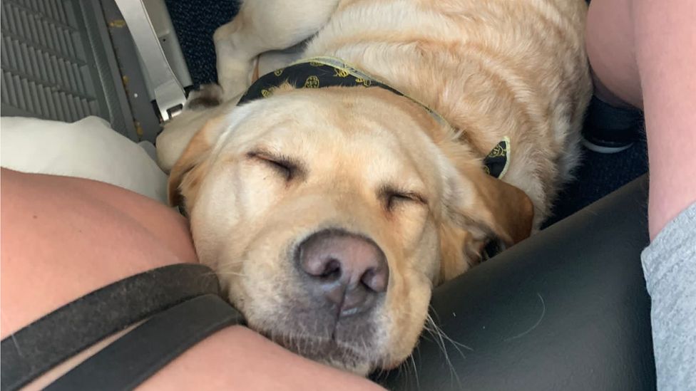 can guide dogs go on planes