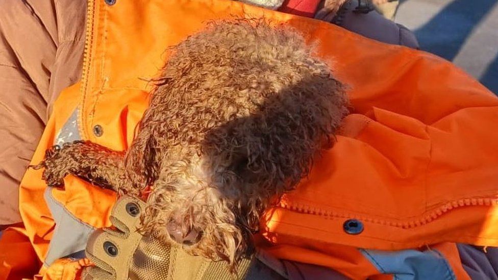 Goldendoodle dog Ponzo is wrapped up in a hi-vis jacket after her dip in the lake