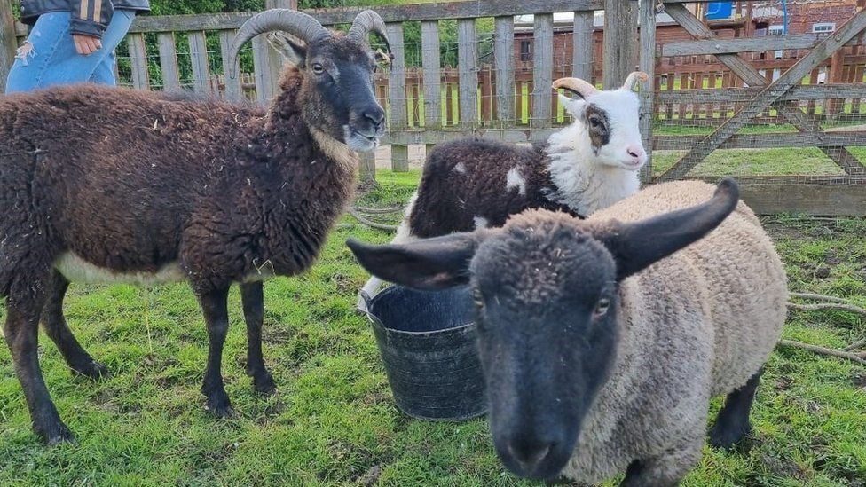 Stormzy with his mother Tulip and another member of the flock