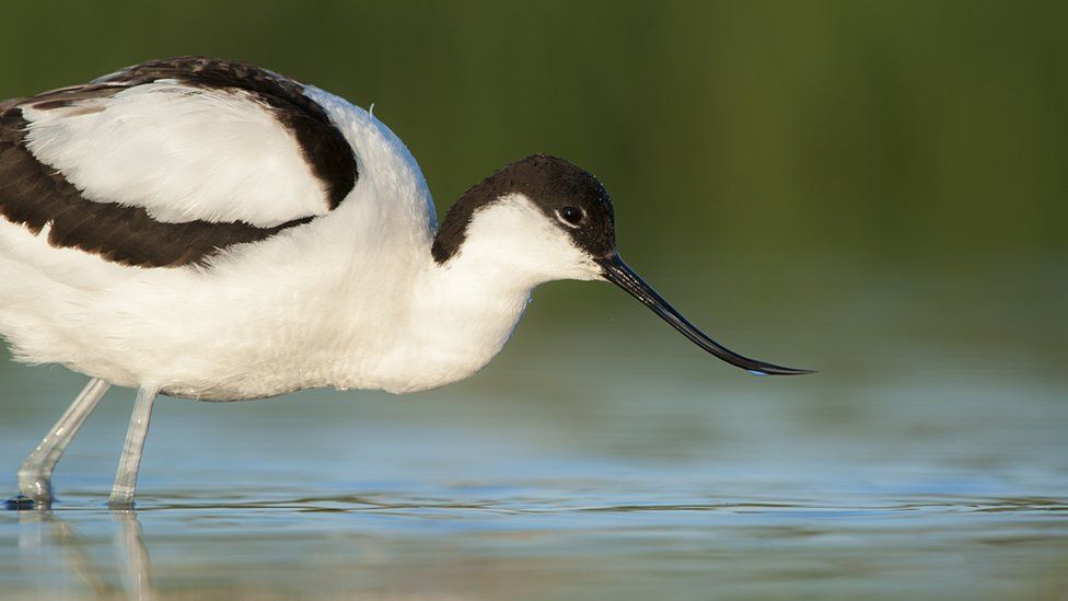 Avocet drinking form a pool