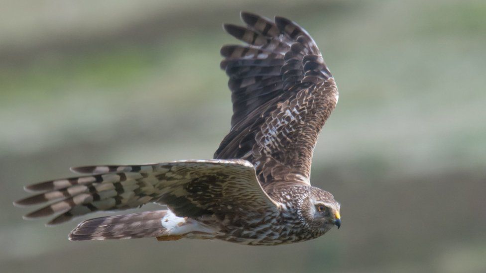 Four rare birds of prey thrive at 'record' levels in the UK as