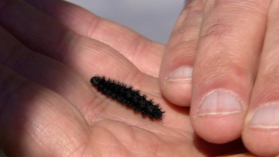 A marsh fritillary caterpillar
