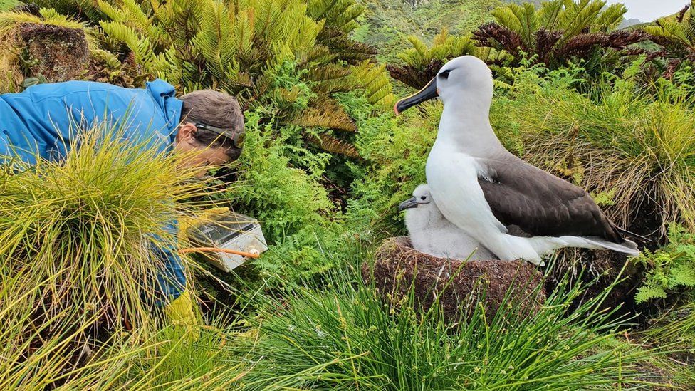 Lucy Dorman works near an albatross and its chick