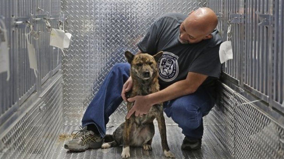 A dog rescued from a South Korean dog meat farm gets some affection from David Manko, a volunteer for the Pittsburgh Aviation Animal Rescue Team aboard their animal transport vehicle near Kennedy Airport (26 March 2017)